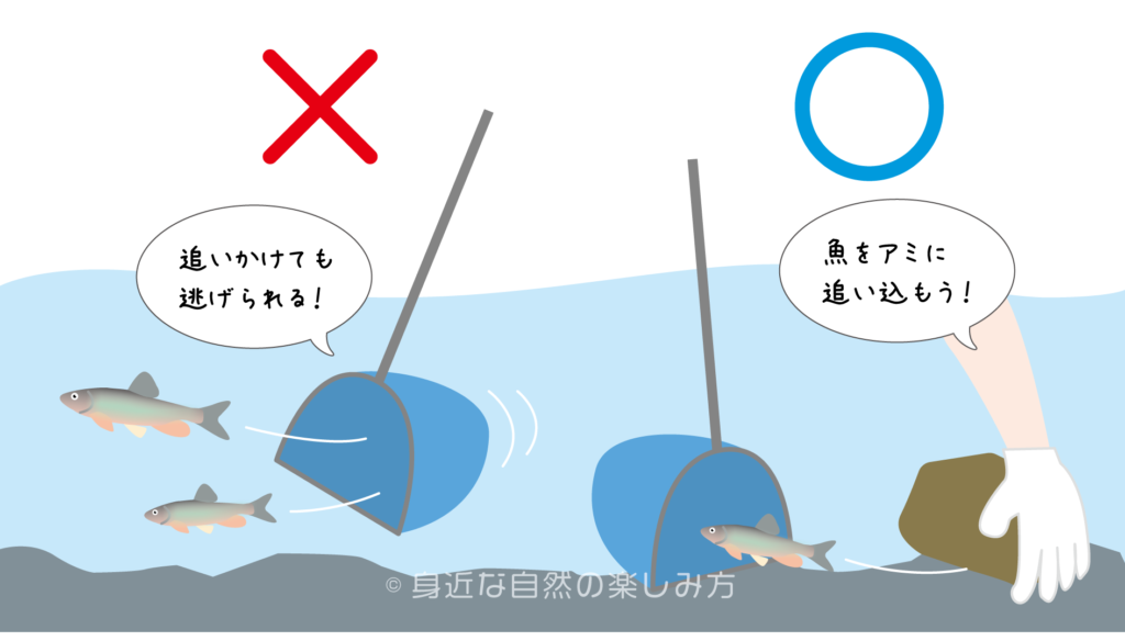 川遊び 網で魚を捕まえる簡単な方法とは 身近な自然の楽しみ方