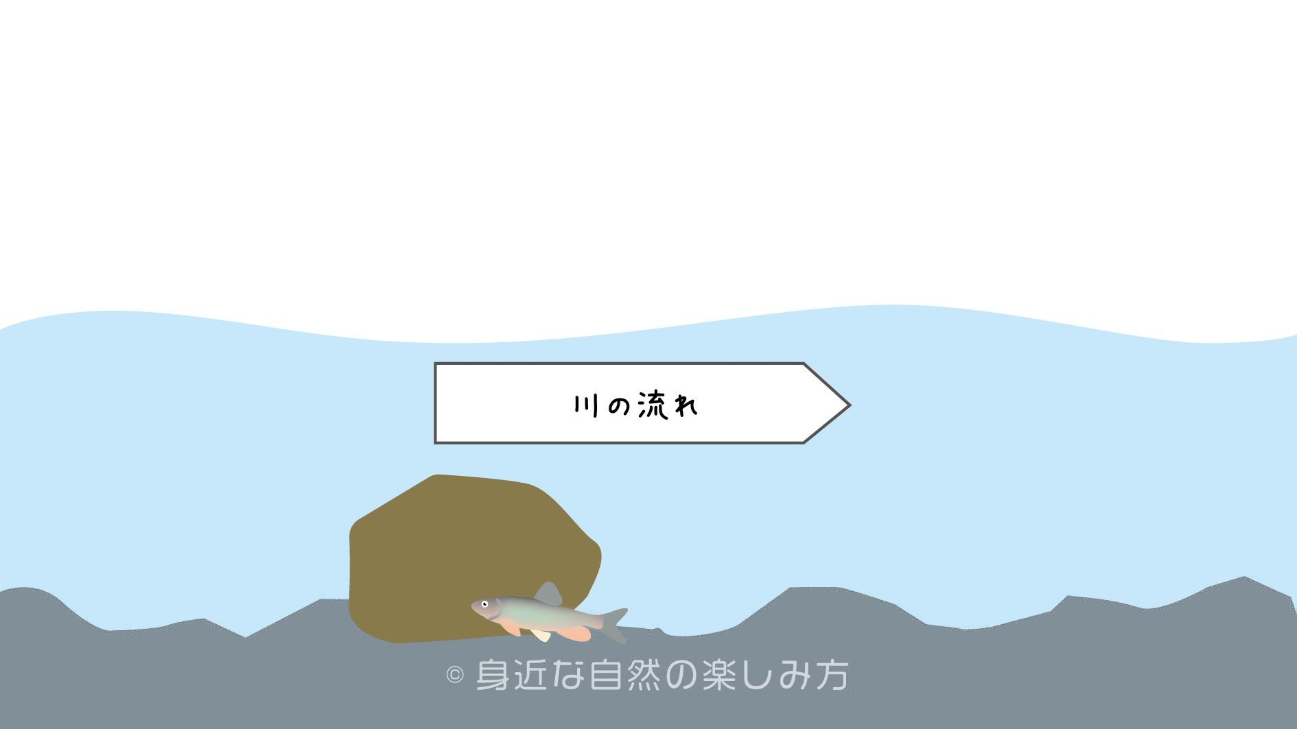 親子で川遊び 網で魚を捕まえる簡単な方法とは 身近な自然の楽しみ方