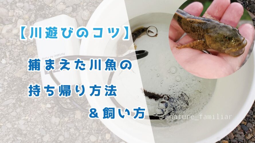【川遊び】捕まえた川魚の持ち帰り方法&飼い方