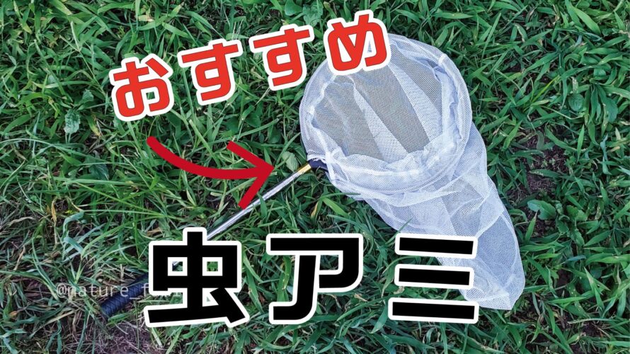 昆虫採集 虫捕り網のおすすめはコレ 虫捕りグッズ 持ち物紹介 身近な自然の楽しみ方