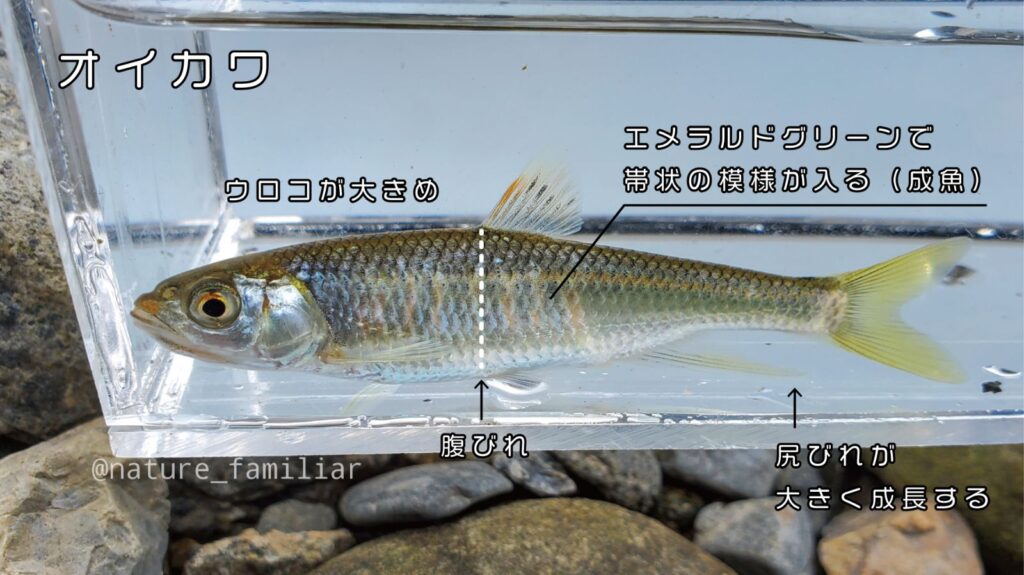 川魚図鑑 川遊びで捕れた小さい魚の種類はコレ 分かりやすい見分け方解説つき 関東版 身近な自然の楽しみ方