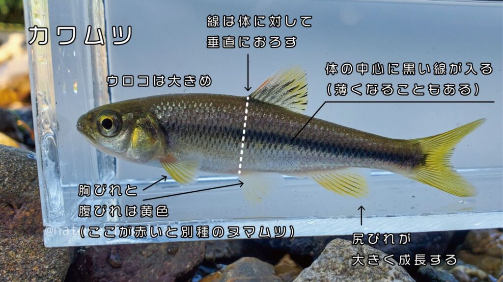 川魚図鑑 川遊びで捕れた小さい魚の種類はコレ 分かりやすい見分け方解説つき 関東版 身近な自然の楽しみ方