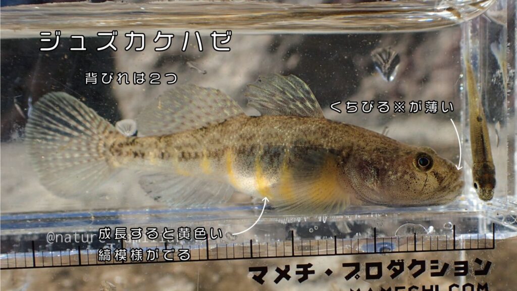 川魚図鑑 川遊びで捕れた小さい魚の種類はコレ 分かりやすい見分け方解説つき 関東版 身近な自然の楽しみ方 川魚図鑑 川遊びで捕れた小さい魚の種類はコレ 分かりやすい見分け方解説つき 関東版 身近な自然の楽しみ方