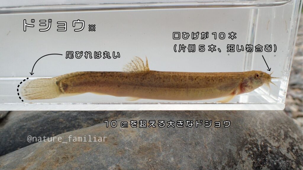 川魚図鑑 川遊びで捕れた小さい魚の種類はコレ 分かりやすい見分け方解説つき 関東版 身近な自然の楽しみ方