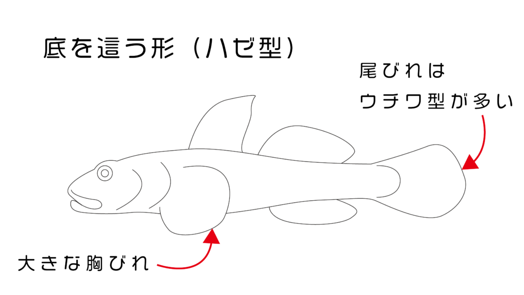 川魚図鑑 川遊びで捕れた小さい魚の種類はコレ 分かりやすい見分け方解説つき 関東版 身近な自然の楽しみ方