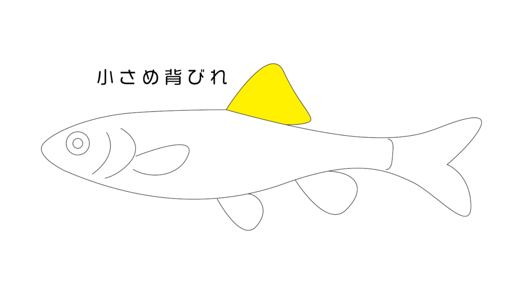 川魚図鑑 川遊びで捕れた小さい魚の種類はコレ 分かりやすい見分け方解説つき 関東版 身近な自然の楽しみ方 川魚図鑑 川遊びで捕れた小さい魚の種類はコレ 分かりやすい見分け方解説つき 関東版 身近な自然の楽しみ方