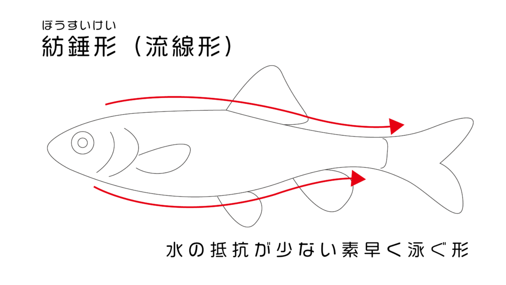 川魚図鑑 川遊びで捕れた小さい魚の種類はコレ 分かりやすい見分け方解説つき 関東版 身近な自然の楽しみ方