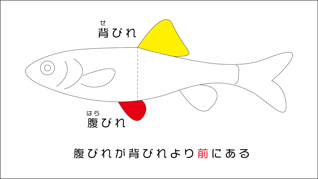 川魚図鑑 川遊びで捕れた小さい魚の種類はコレ 分かりやすい見分け方解説つき 関東版 身近な自然の楽しみ方