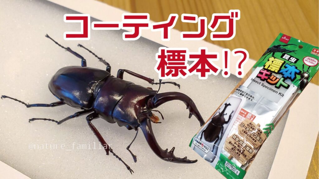 昆虫標本】ダイソーの標本キットが超簡単！？20分でクワガタの標本作っ