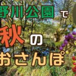 秋のお散歩、何が楽しい？野川公園で自然を楽しむ歩き方を紹介！