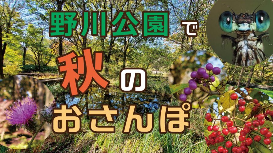 秋のお散歩、何が楽しい？野川公園で自然を楽しむ歩き方を紹介！