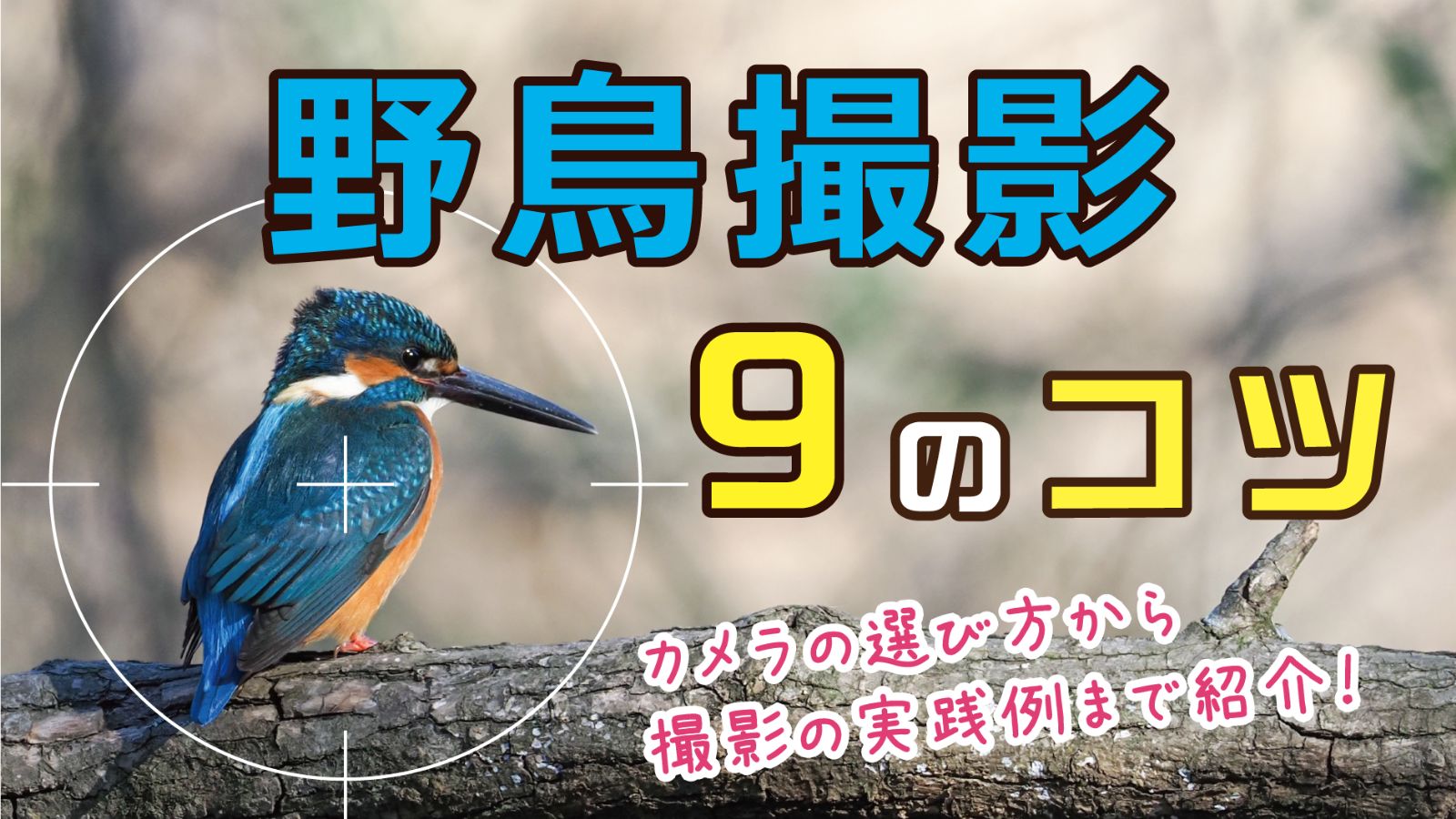 保存版 野鳥写真の撮り方 野鳥撮影の９つのコツ基礎 応用 身近な自然の楽しみ方