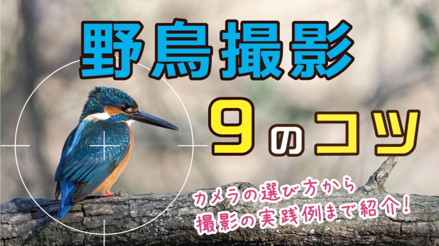 【保存版】野鳥写真の撮り方!野鳥撮影の9つのコツ基礎~応用