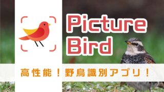 鳥の判別アプリ「Picture Bird」を試してみた！写真や声から鳥の名前や生態がわかるぞ…！