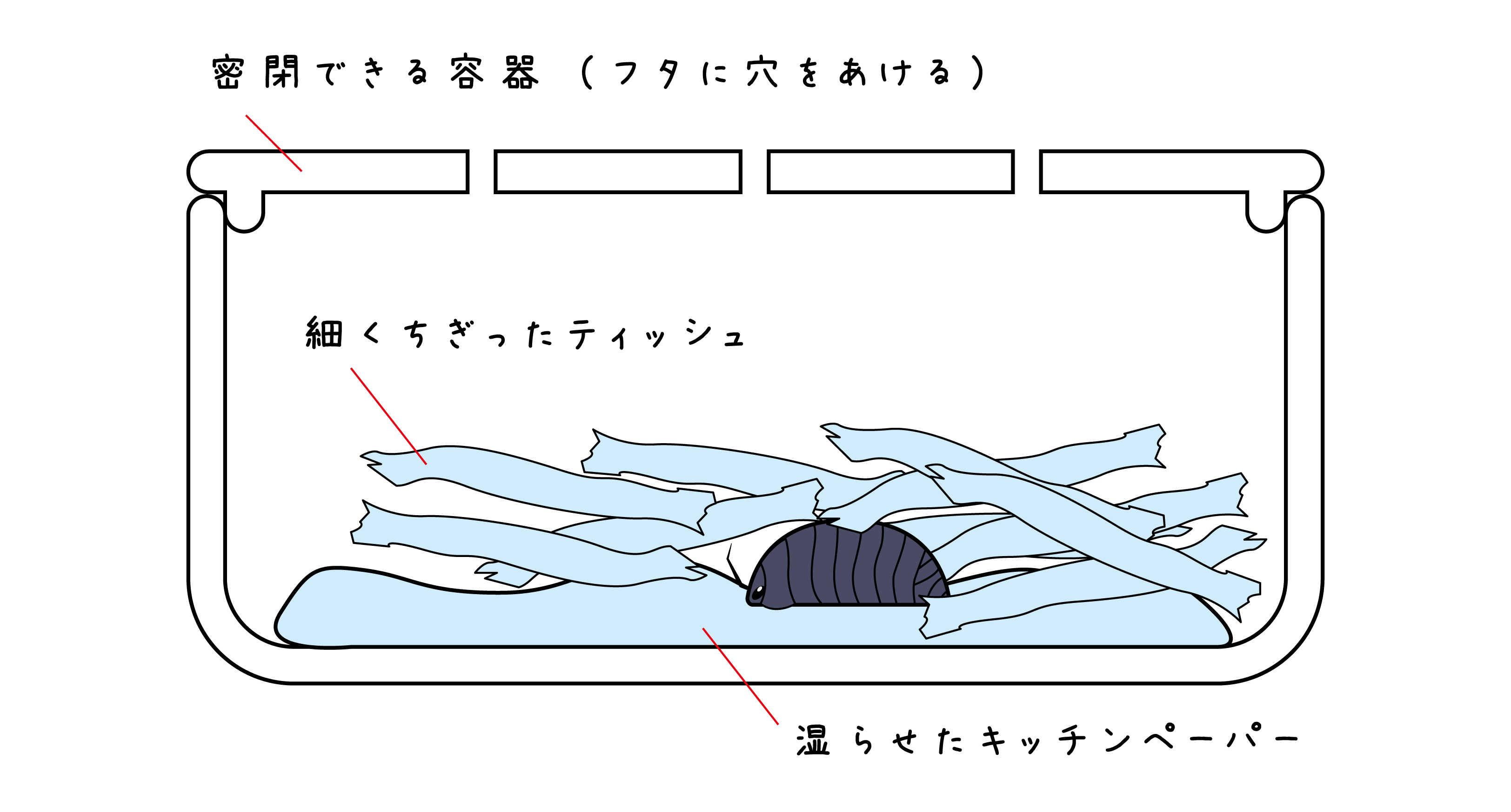 ダンゴムシの飼い方 飼育に必須のケース 餌 土などはなに 身近な自然の楽しみ方