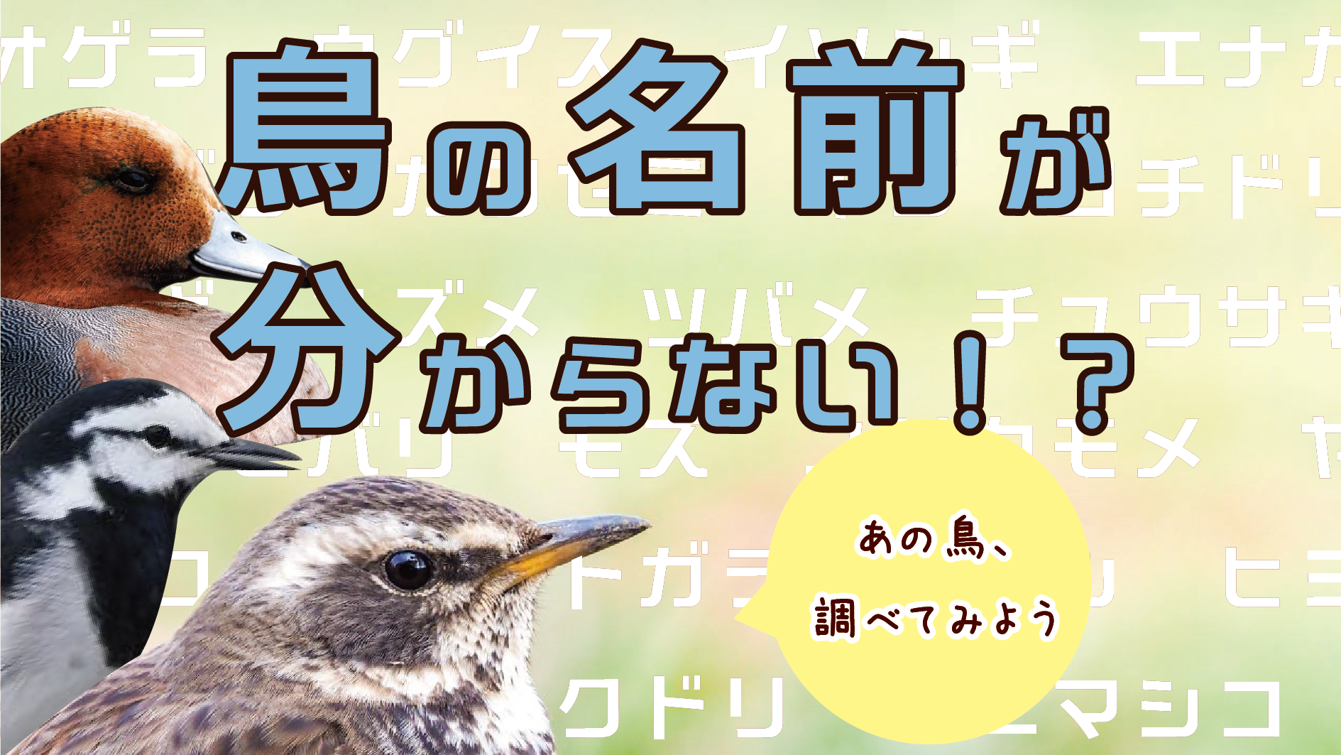 鳥 の 名前 が わからない
