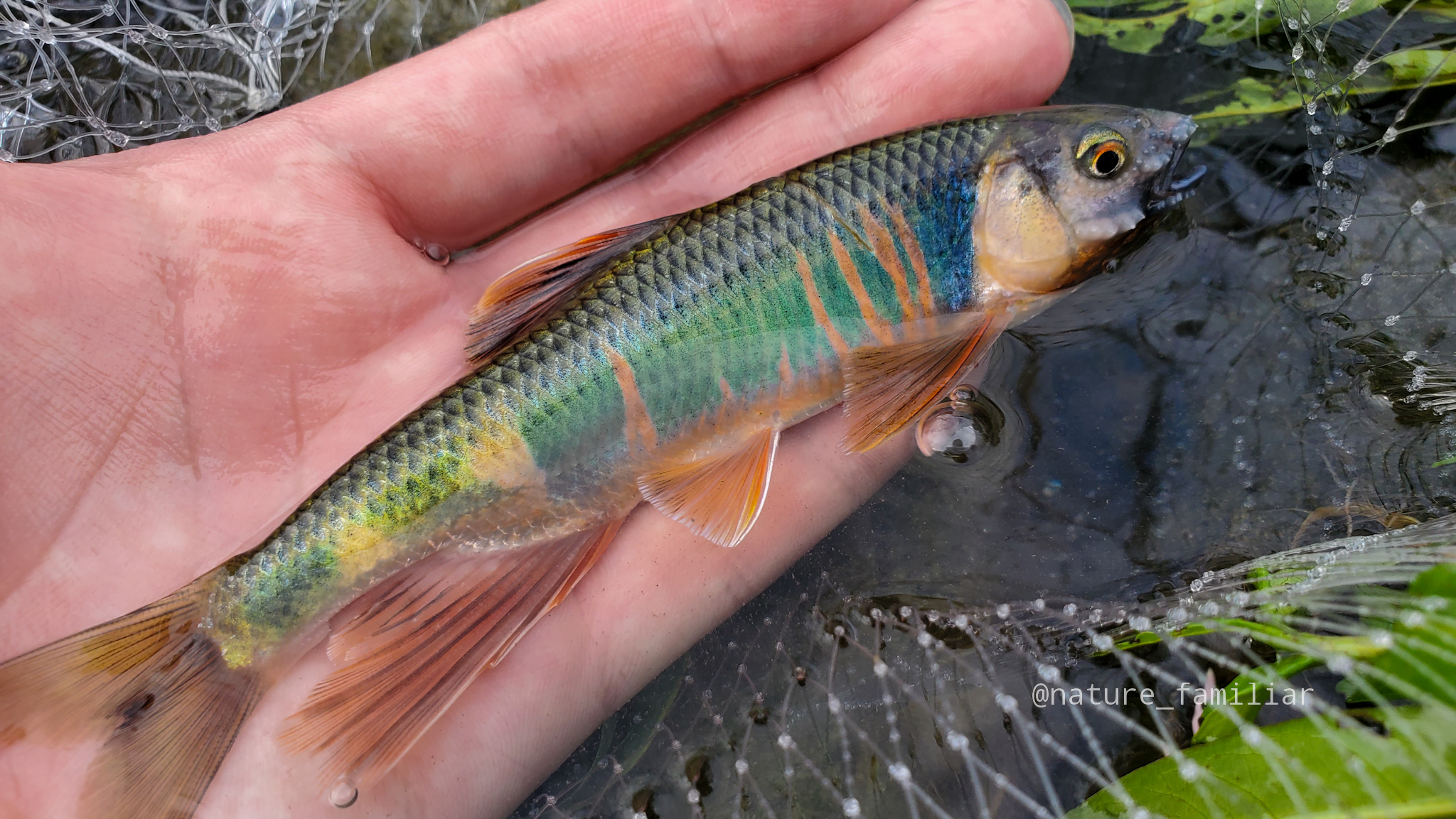 保存版】川遊び徹底解説！川コーデから魚の捕り方＆遊び方！｜身近な