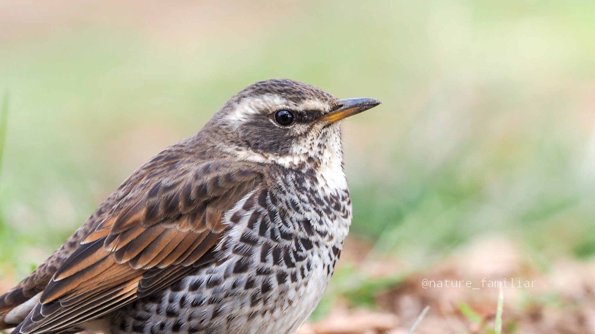 バードウォッチングの始め方！野鳥観察講師が教える鳥の見方や楽しみ方