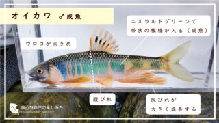 【川魚図鑑】川遊びで捕れた小さい魚の種類はコレ！分かりやすい見分け方解説つき！(関東版)