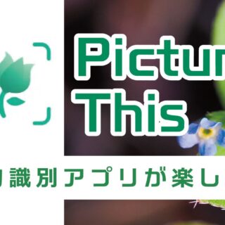 きよら様　確認用ページ　ピクチャーデイズも在庫あれば追加予定 サムネ_1600-320x320.jpg