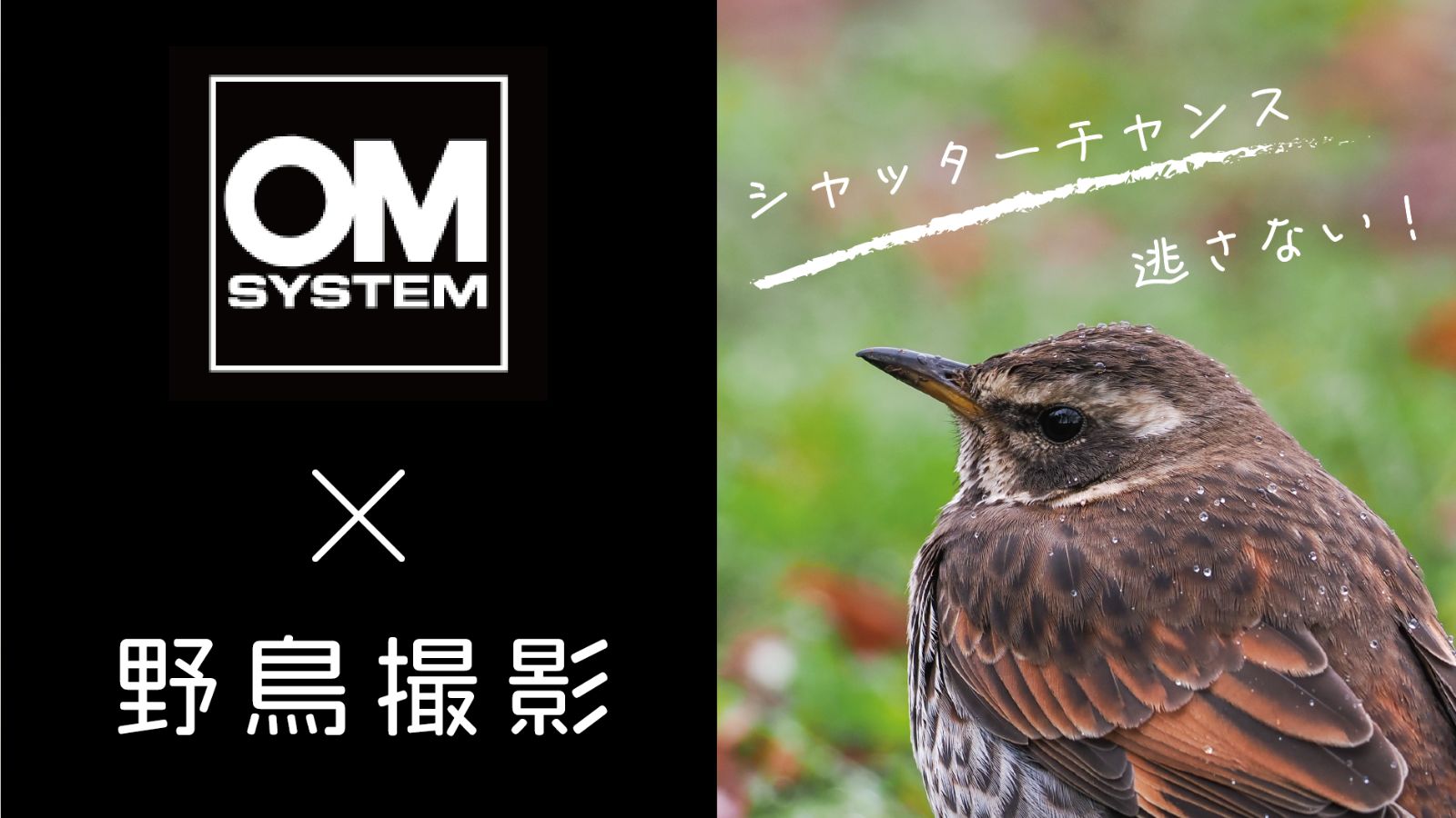 OM SYSTEM（旧オリンパス）のミラーレス一眼カメラが野鳥撮影にオススメの６つの理由（OM-1／OM-5）