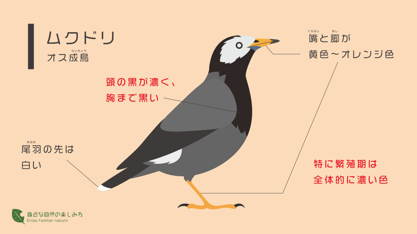 くちばしが黄色で白黒の鳥→ムクドリってどんな鳥?|身近な自然の楽しみ方