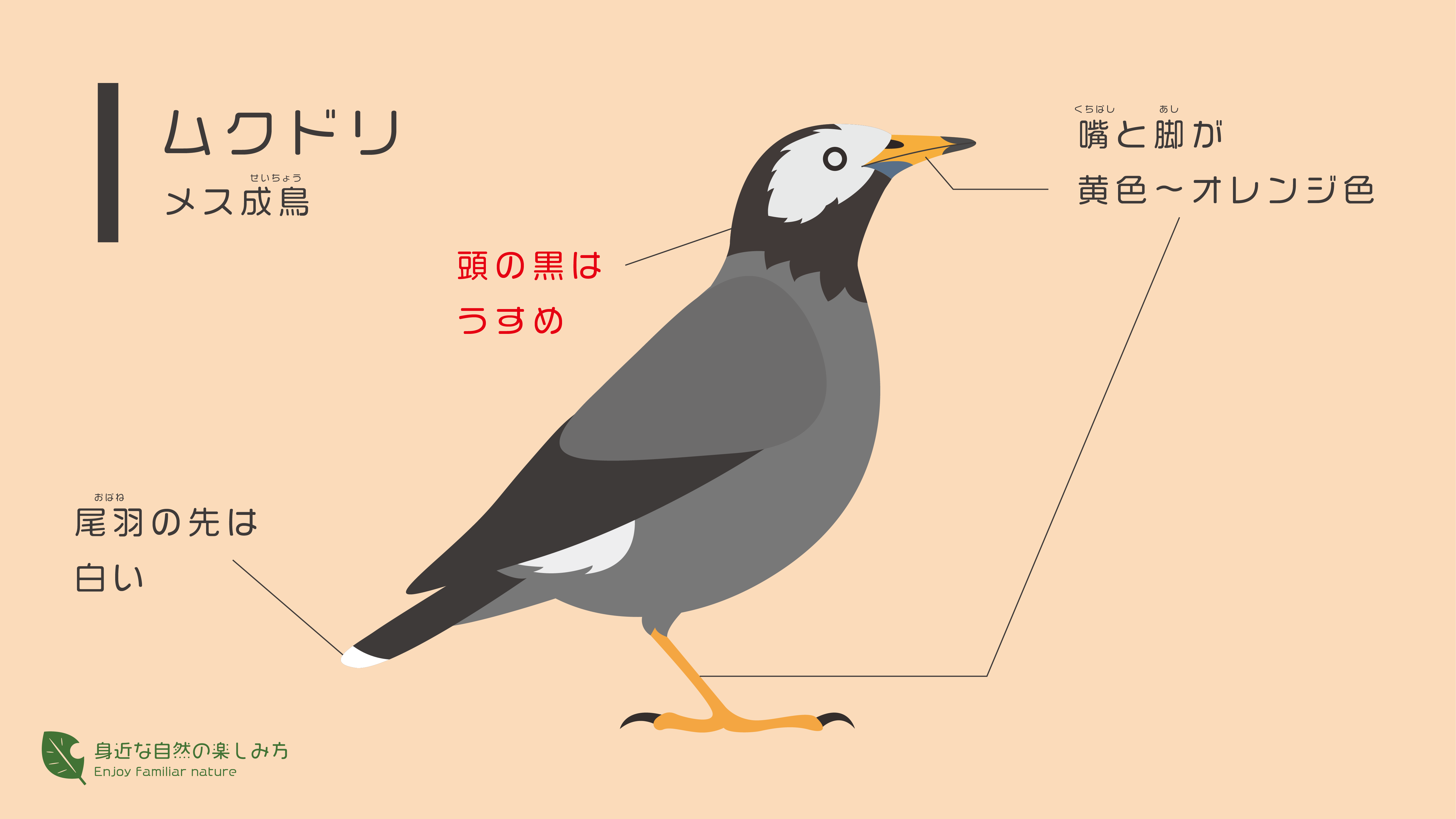 くちばしが黄色で白黒の鳥→ムクドリってどんな鳥?|身近な自然の楽しみ方