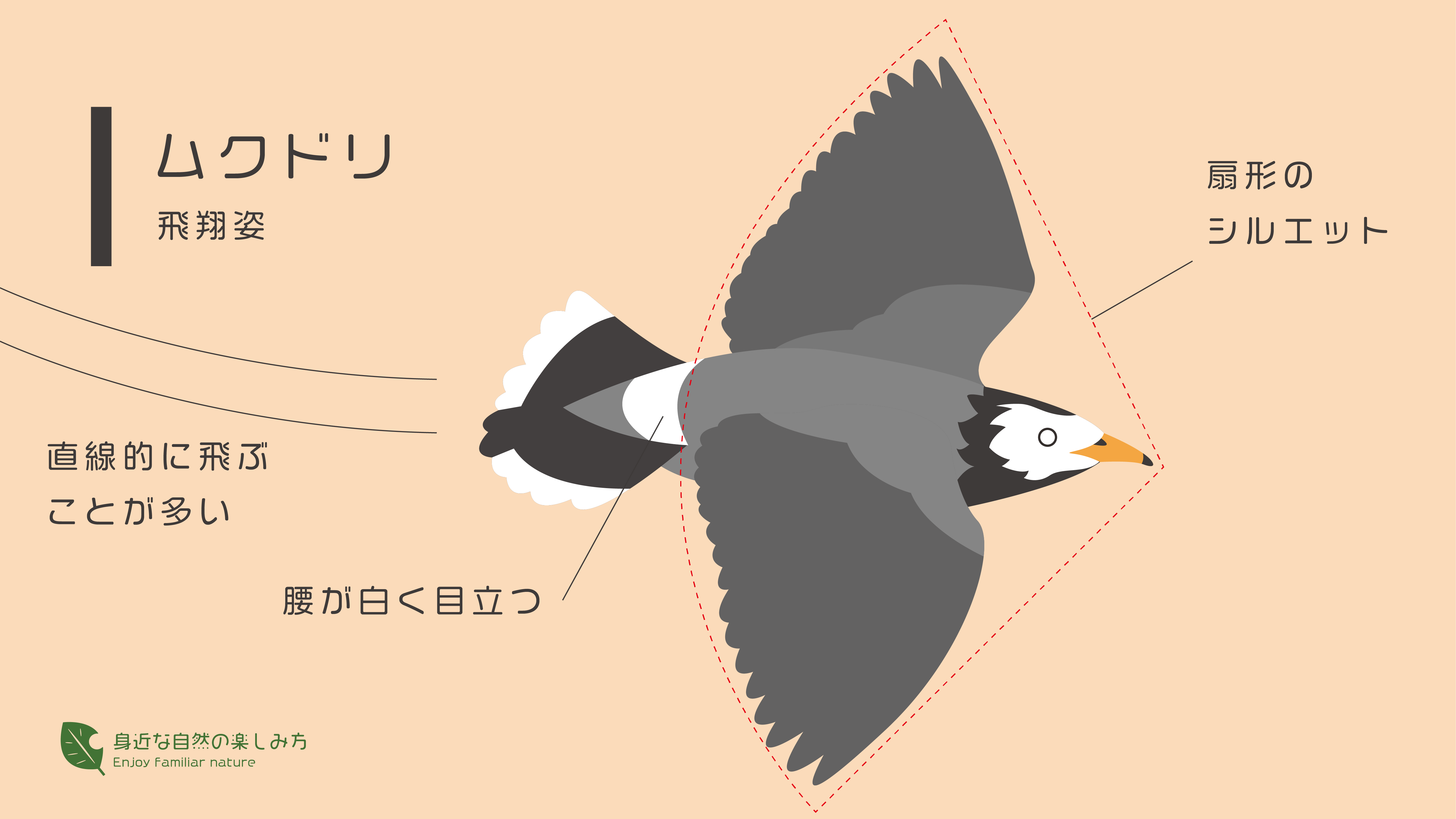 くちばしが黄色で白黒の鳥→ムクドリってどんな鳥?|身近な自然の楽しみ方