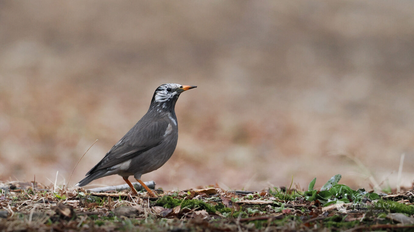 くちばしが黄色で白黒の鳥→ムクドリってどんな鳥?|身近な自然の楽しみ方