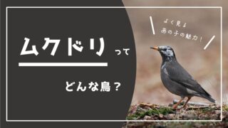 くちばしが黄色で白黒の鳥→ムクドリってどんな鳥？