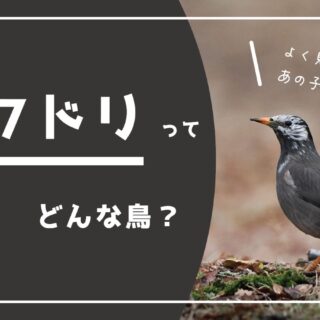 くちばしが黄色で白黒の鳥→ムクドリってどんな鳥？｜身近な自然の楽しみ方