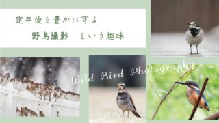 退屈な老後とおさらば！定年後の趣味に野鳥撮影がオススメな理由