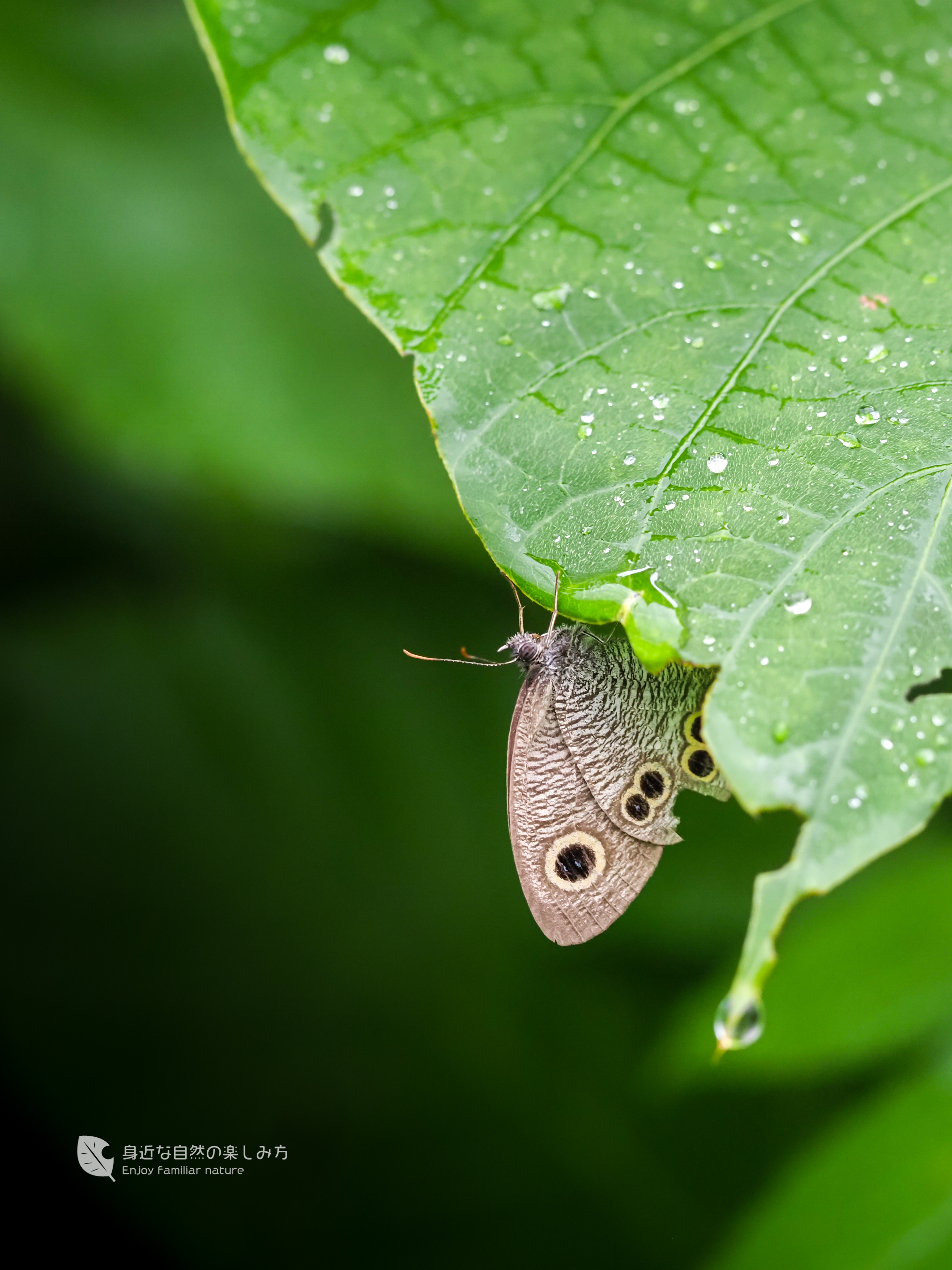 60mm F2.8 macro