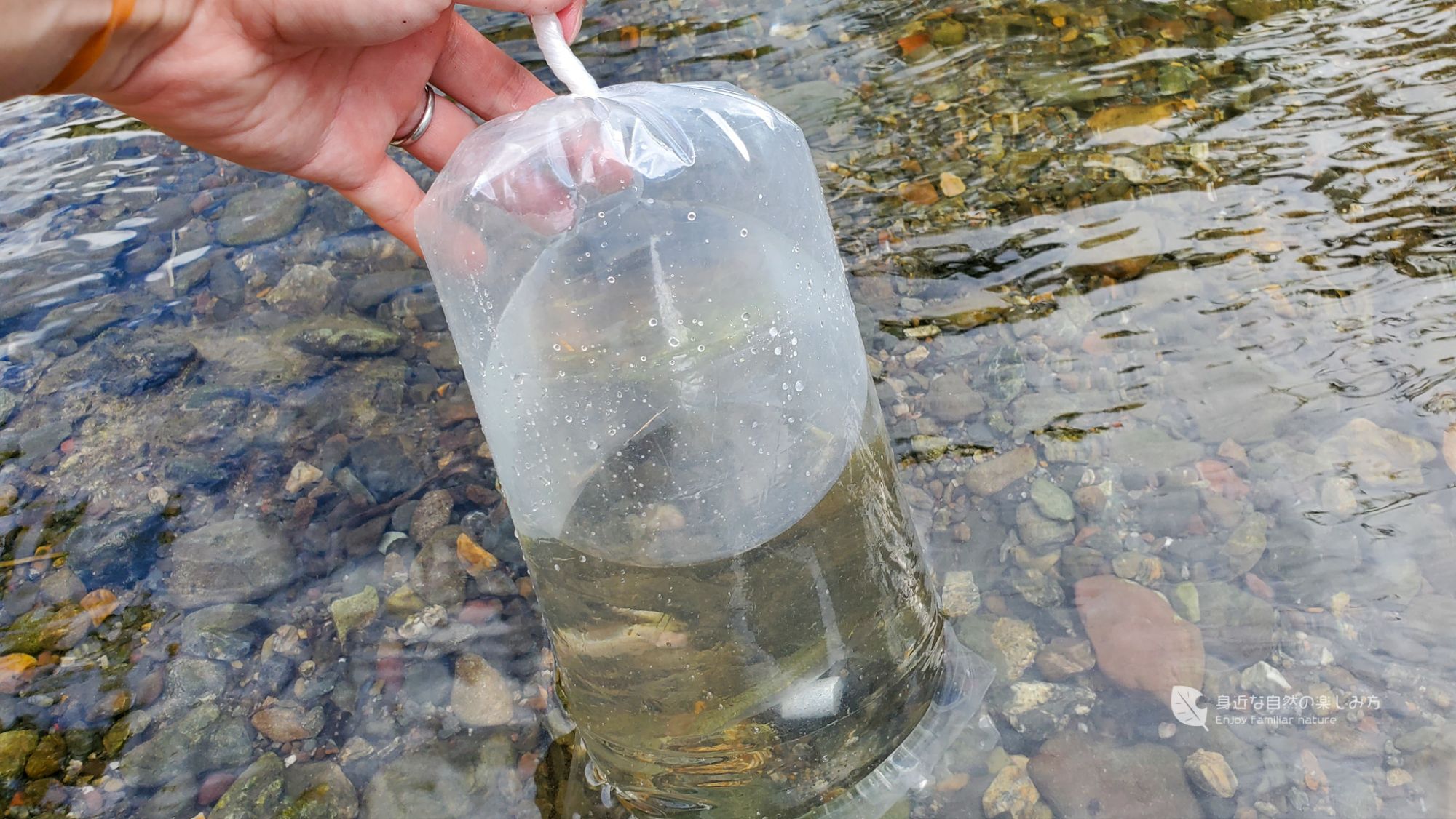 袋に入れて魚を持ち帰る