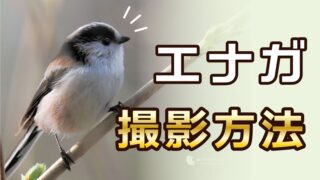 【野鳥撮影】エナガの撮り方！身近な小鳥を可愛く撮るコツとは？