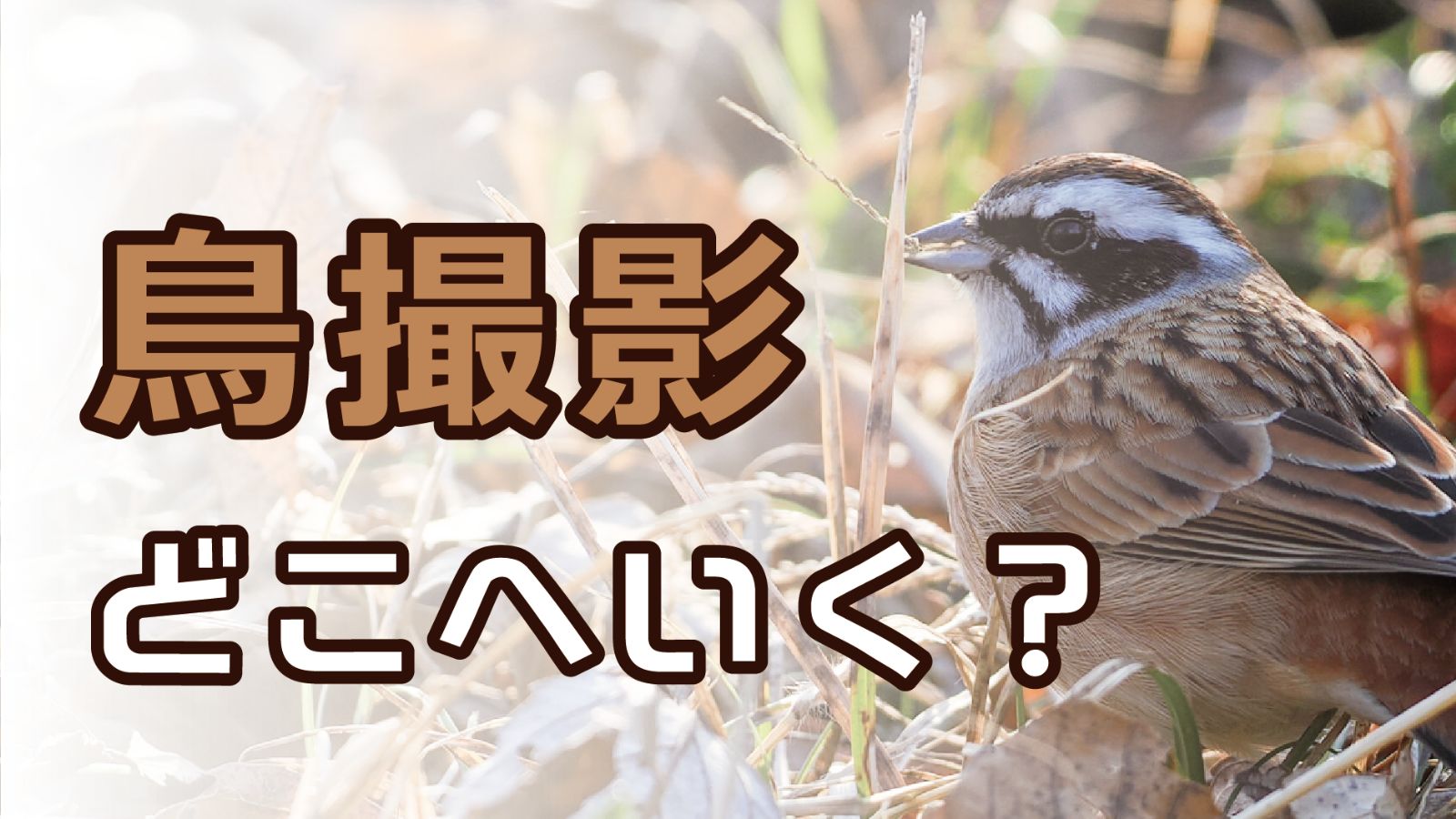 野鳥を撮影する場所を探す方法