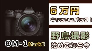 【最強カメラ】野鳥撮影始めるなら急げ！2025年1月まで6万円OFF【OM SYSTEM/オリンパス】